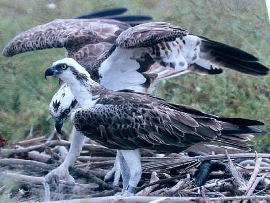 Ospreys at nest