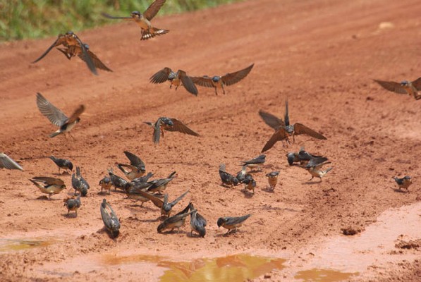 Preuss's Cliff Swallows collecting nest material