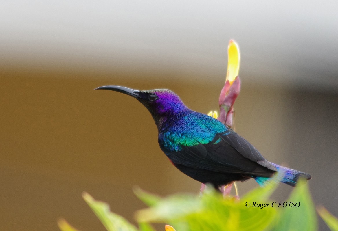 Frequent garden bird in Yaounde
