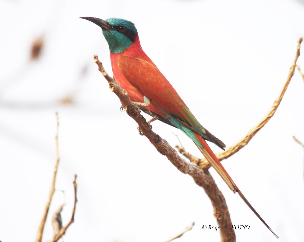 A relatively common bird in the Bouba Ndjida National Park
