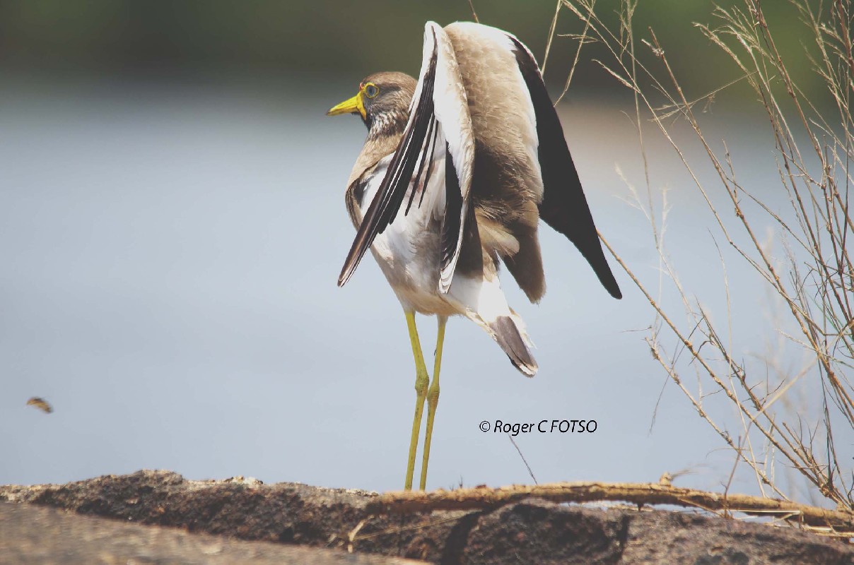 African Wattle Lapwing on the Djerem River 