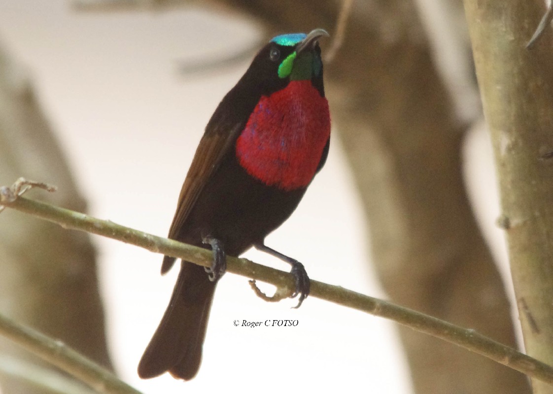 Scarlet-Chested Sunbird