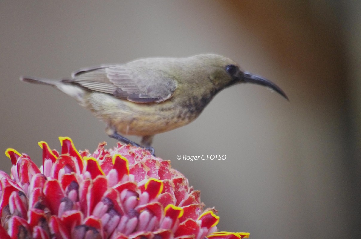 Splendid Sunbird In my garden in Yaounde