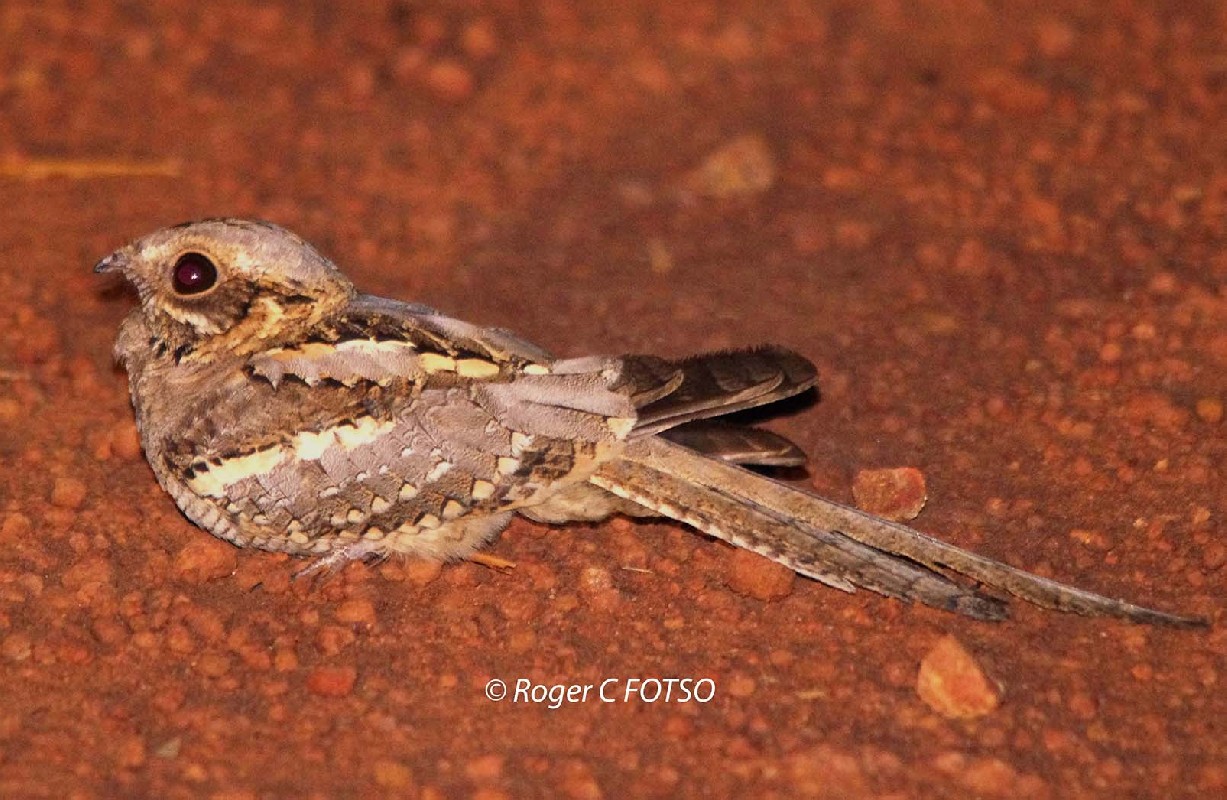 Long-tailed Nightjar 