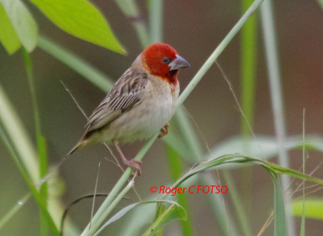 Red-headed Quelea 