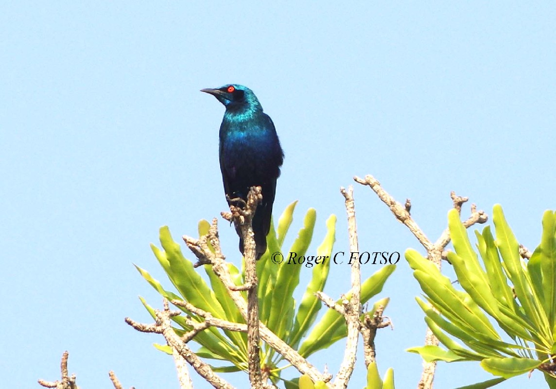 Bronze-tailed Starling