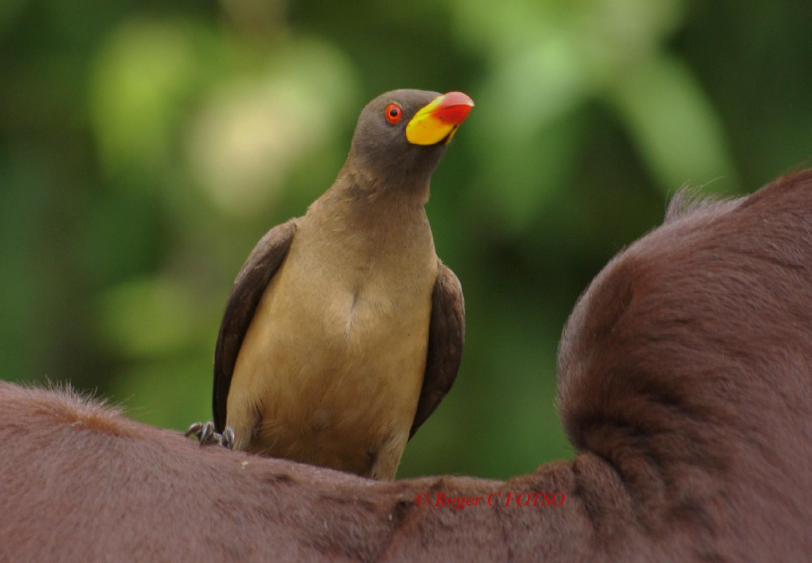 Yelow-billed Oxpecker