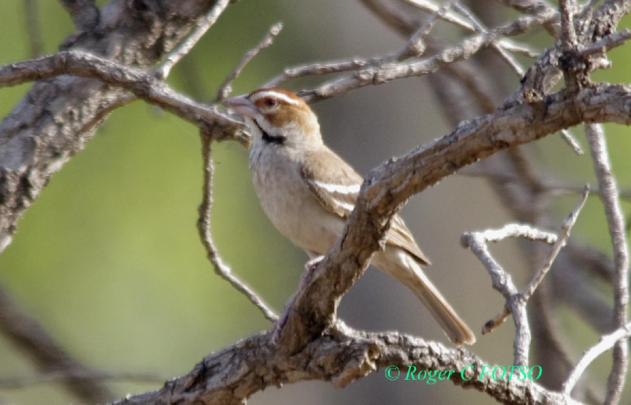 Chestnut-crowned Sparrow Weaver 