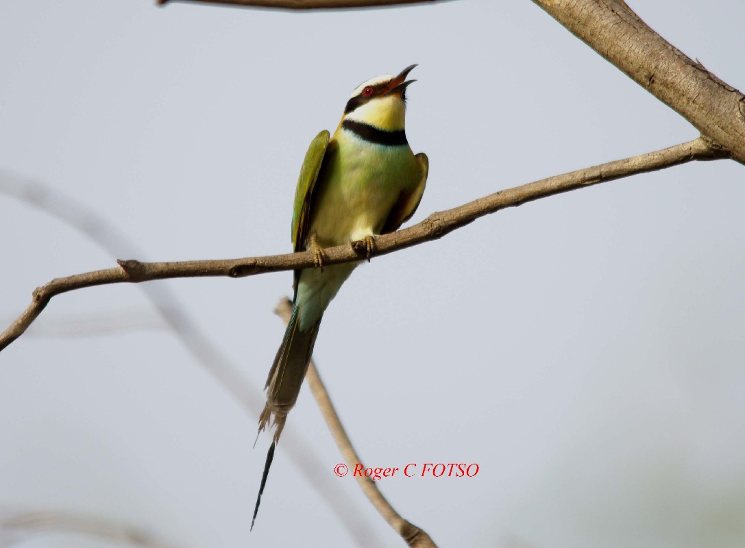 White throated Bee-eater