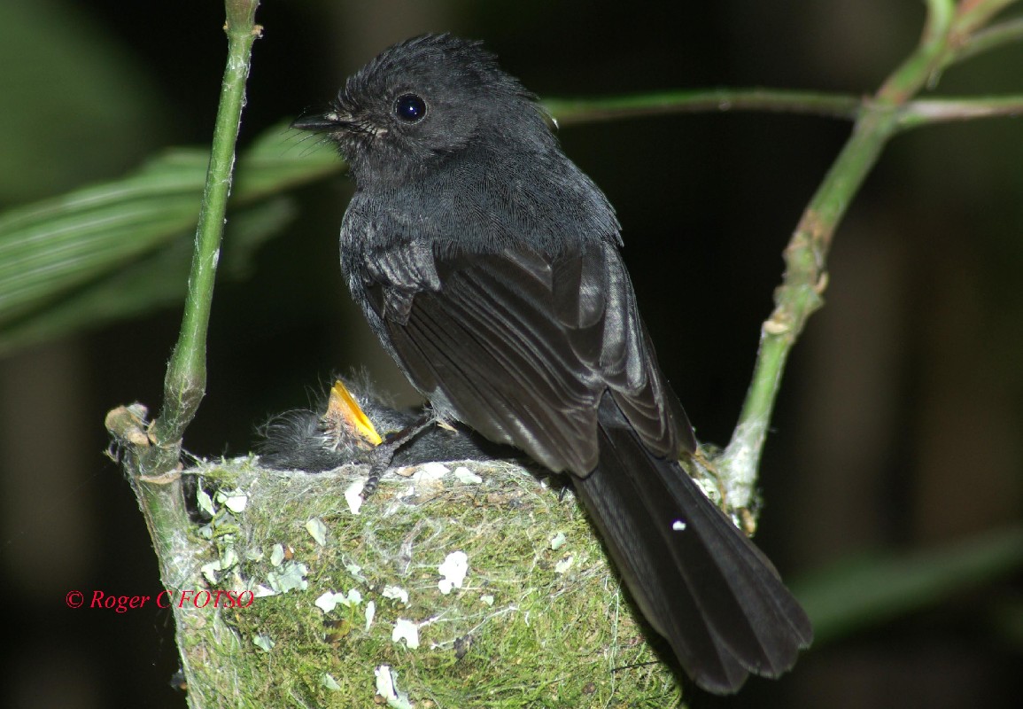 White-bellied Crested Flycatcher 