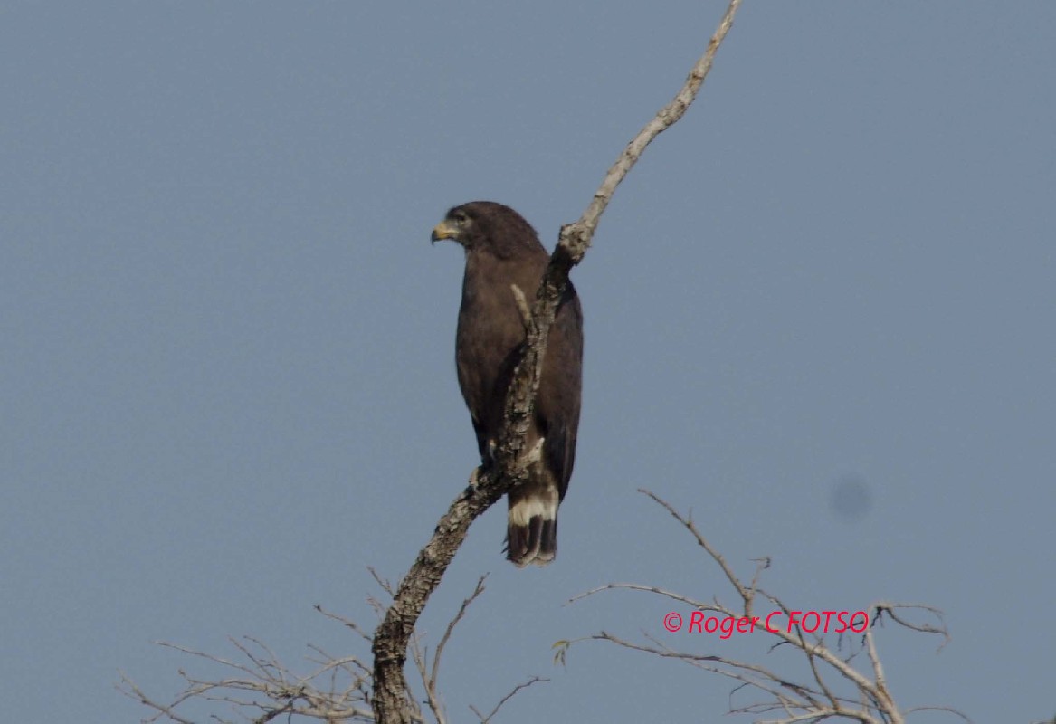 Western Banded Snake Eagle