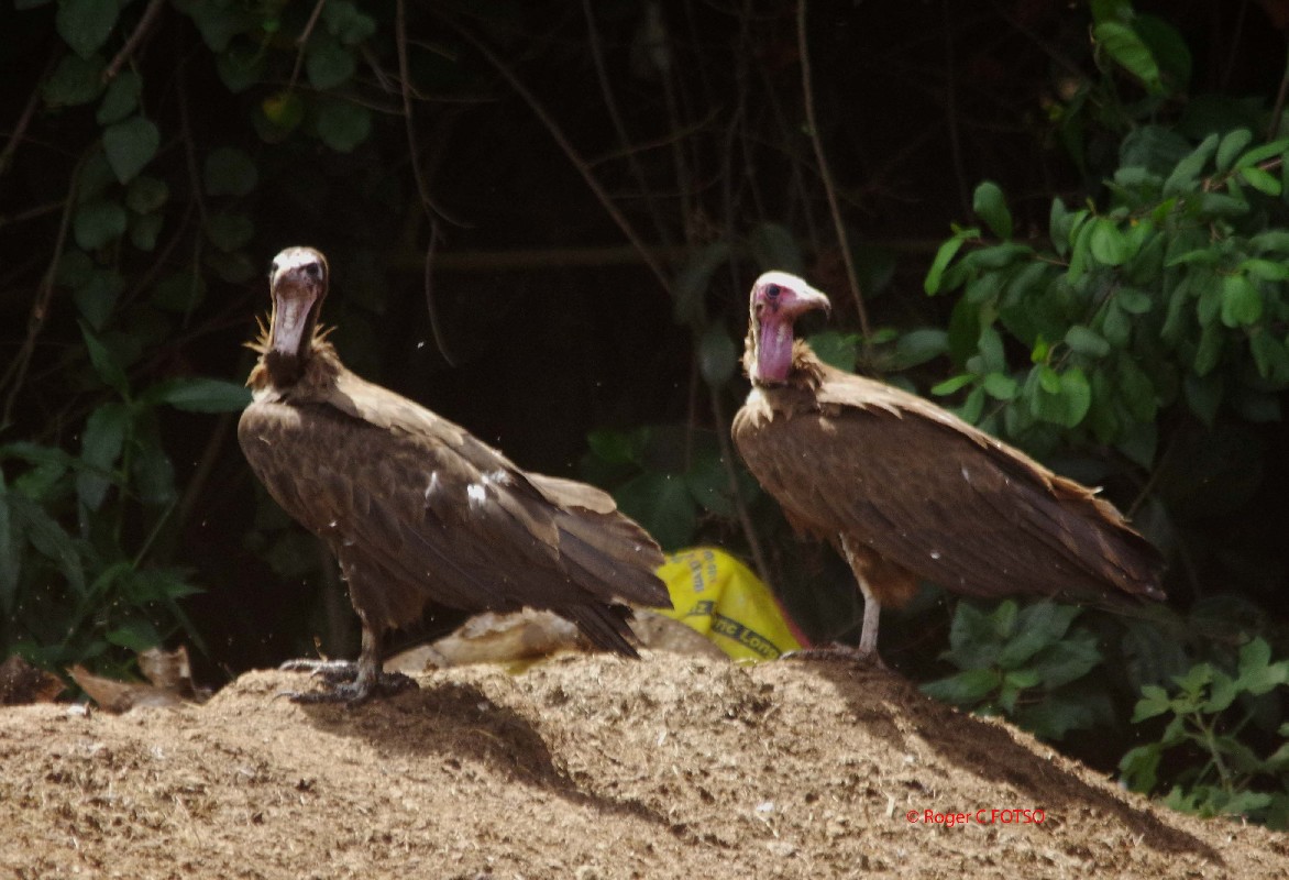 Vulture - Wikipedia
