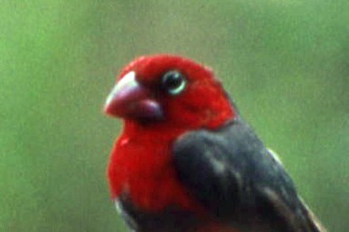 Red-headed Bluebill - subspecies cana