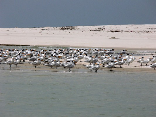 West African Crested Tern colony