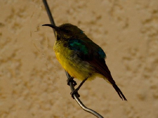 Collared Sunbird female