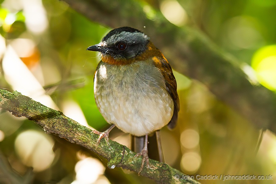 Red-throated Alethe