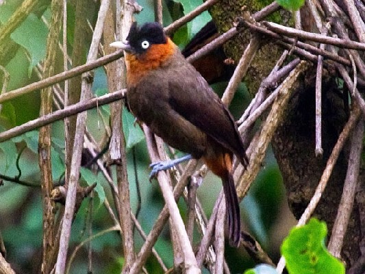 Red-collared (Mountain) Babbler