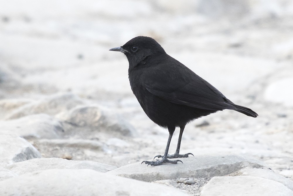Ruppell's Black Chat