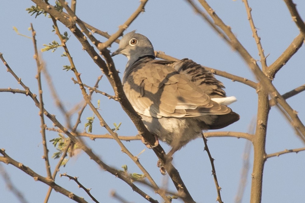 White-winged Collared Dove