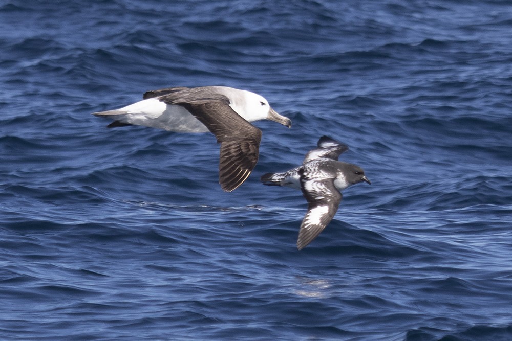Black-browed Albatross with Cape Petrel