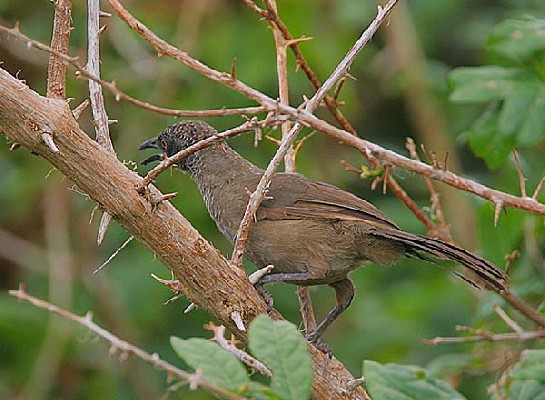 Scaly Babbler
