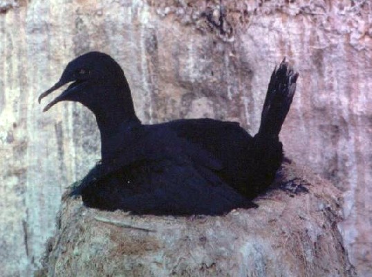 Bank Cormorant incubating