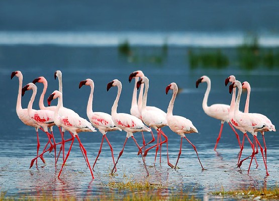 Lesser flamingos at Lake Nakuru