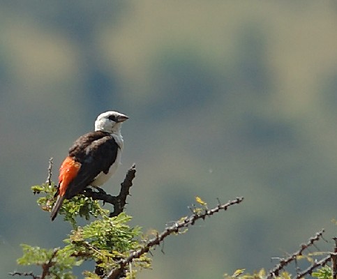 White-headed Buffalo-Weaver