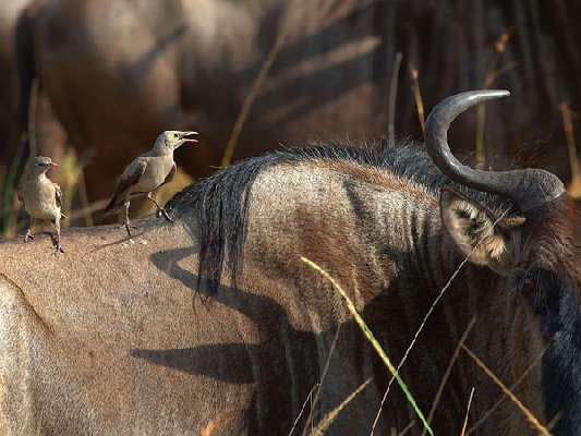 Wattled Starling - Masai Mara