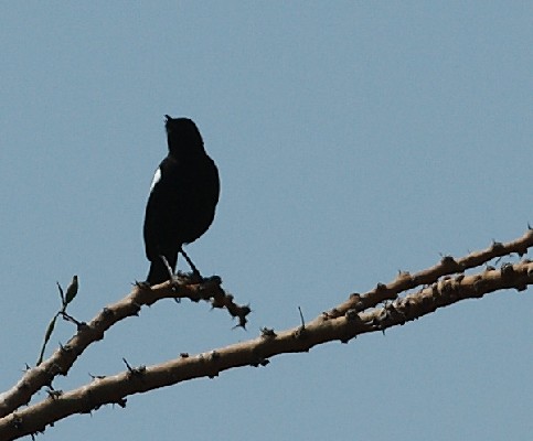 Sooty Chat, Masai Mara