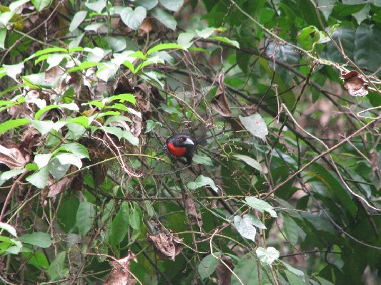 Blue-billed Malimbe