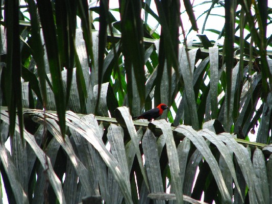 Red-vented Malimbe in palm