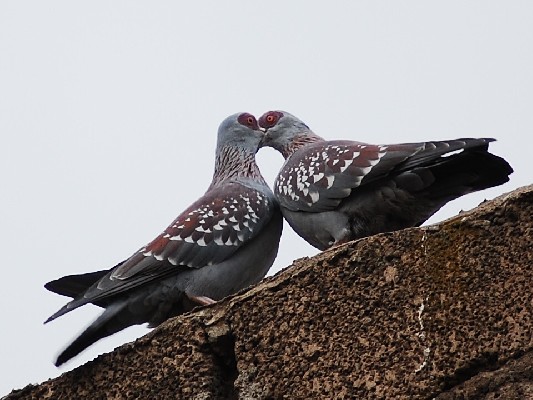 Speckled Pigeons