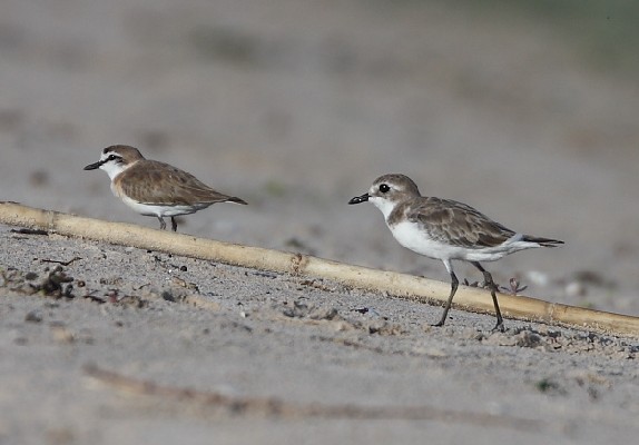 Lesser Sand Plover - in pre-breeding moult (with White-fronted Plover behind)