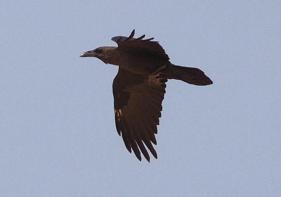 Brown-necked Raven in flight