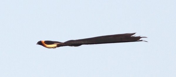 Exclamatory Paradise-Whydah in flight