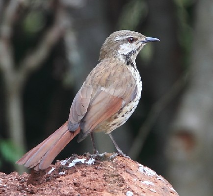 Spotted Palm-Thrush