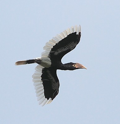 White-thighed Hornbill in flight