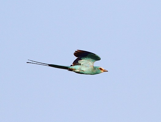 Abyssinian Roller flying