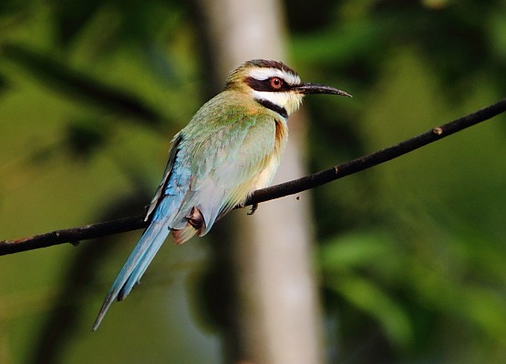 White-throated Bee-eater, possibly female