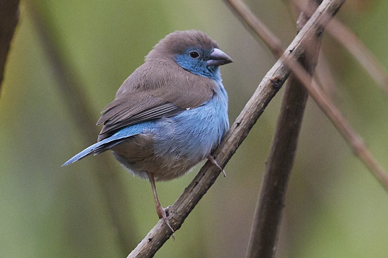 Blue Waxbill, male