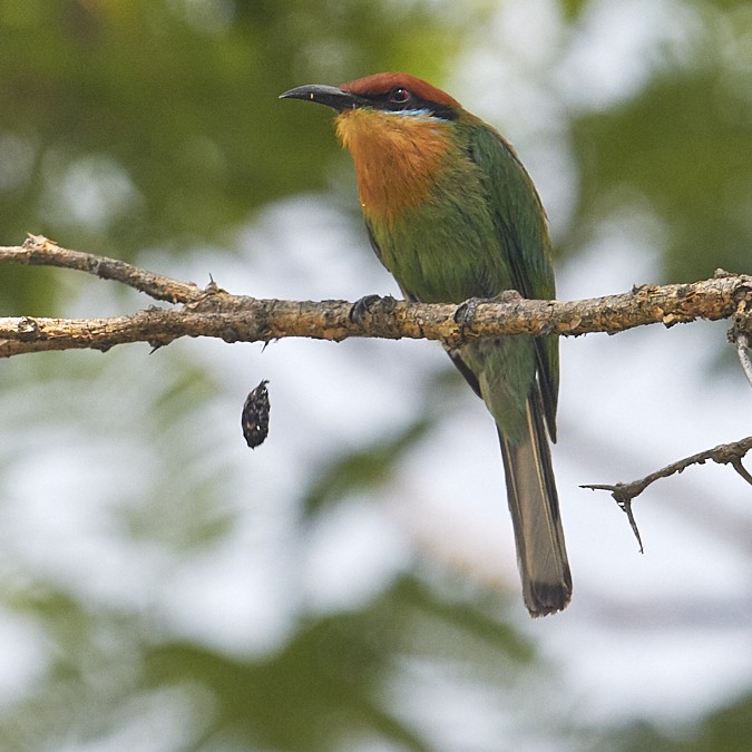 Boehm's Bee-eater dropping a pellet