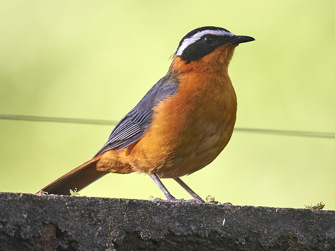 Whitr-browed Robin-Chat
