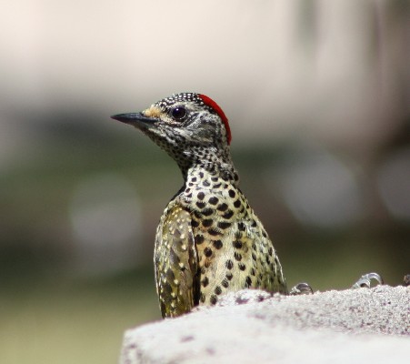 LIttle Spotted Woodpecker