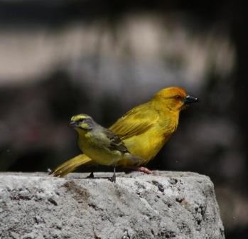 Yellow Fronted Canary with Yellow Weaver