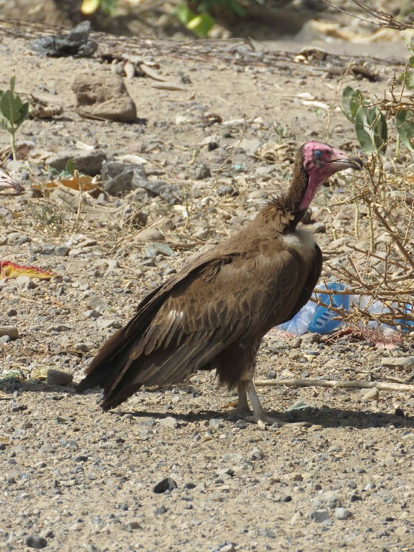 Hooden Vulture