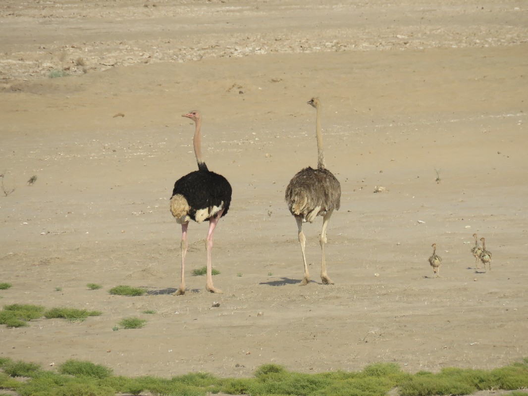 Common Ostrich adults with chicks