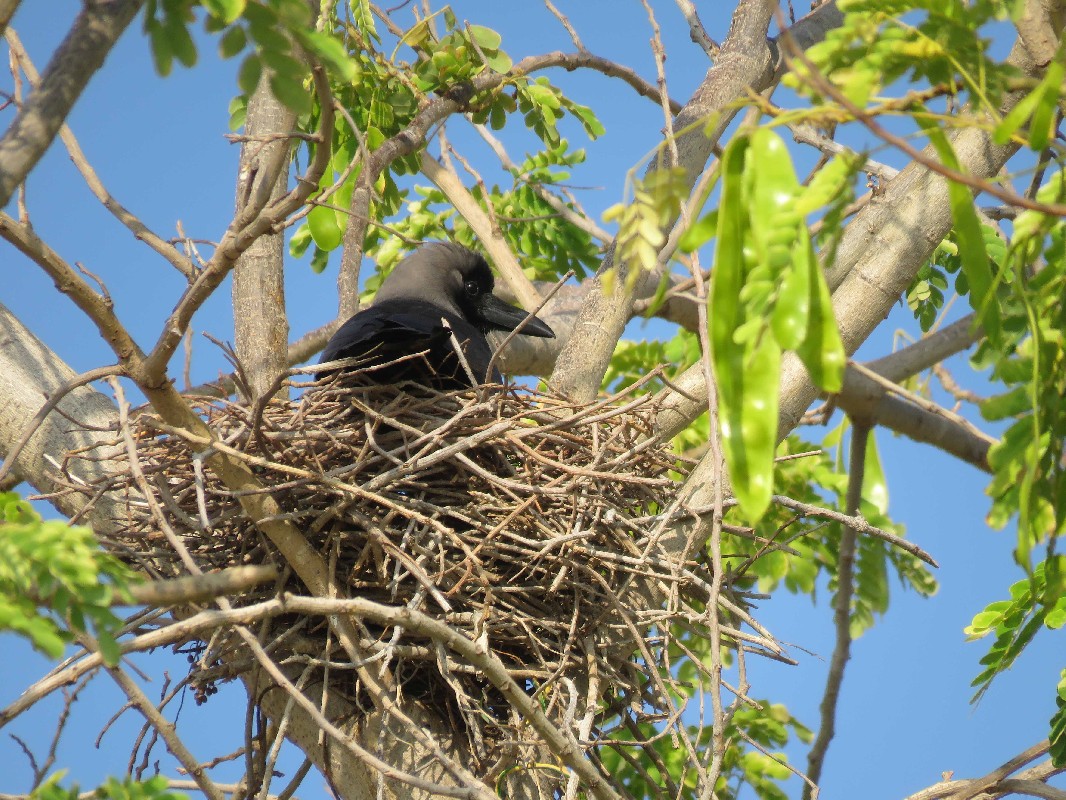 House Crow at nest