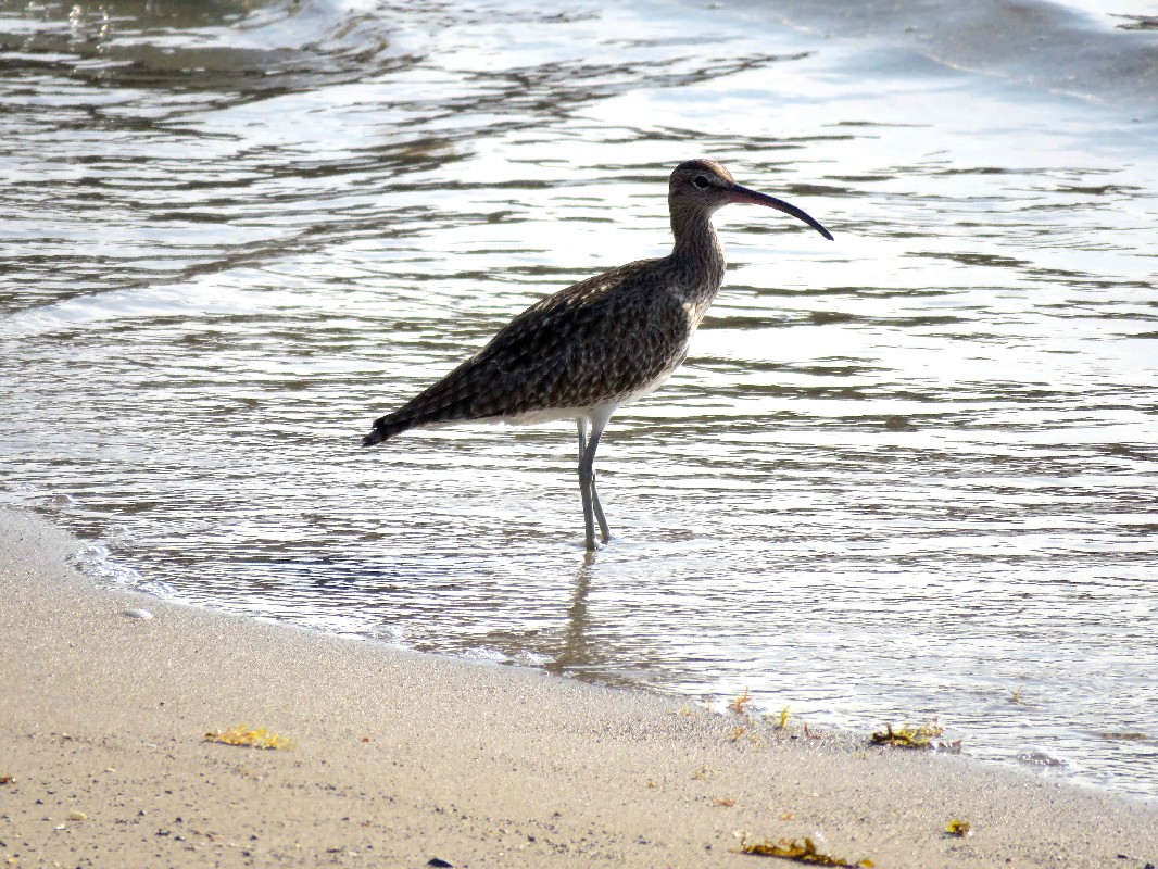 Whimbrel adult