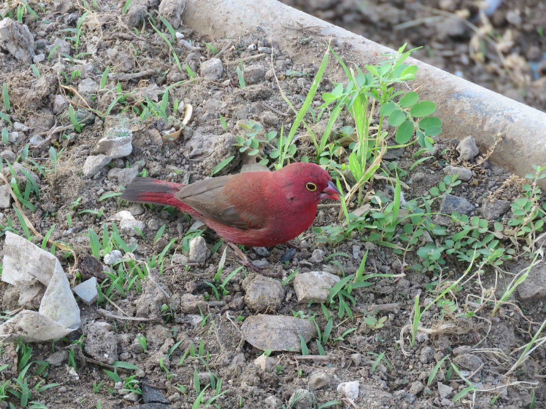 Adult Male Red Billed Firefinch
